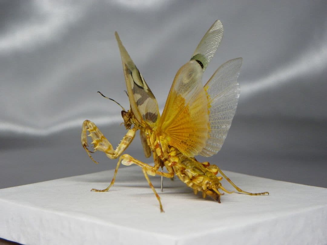 アフリカメダマカマキリ　ペア　立体標本