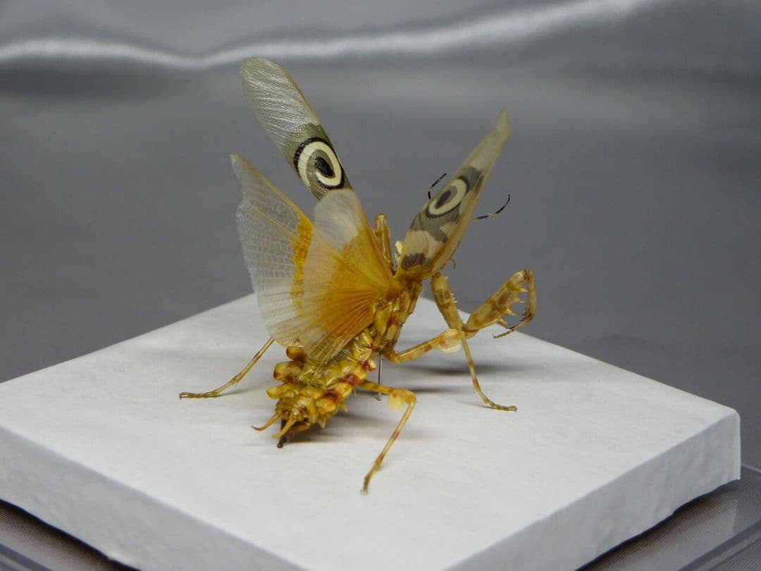 アフリカメダマカマキリ　ペア　立体標本