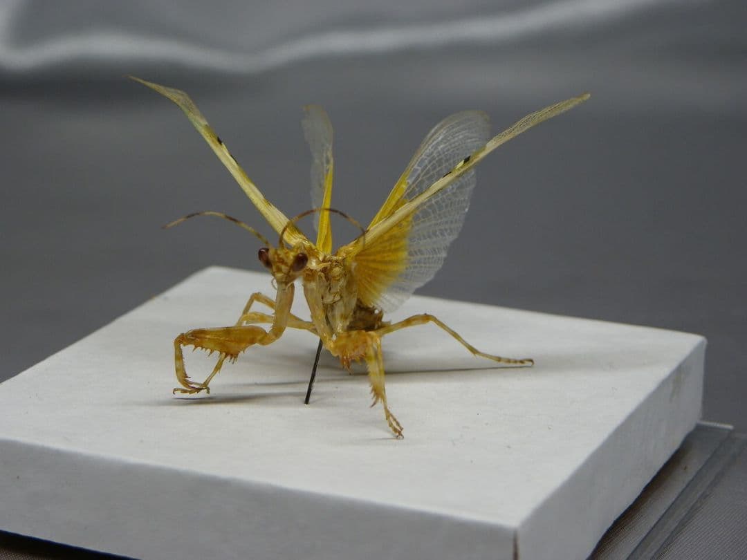 アフリカメダマカマキリ　ペア　立体標本