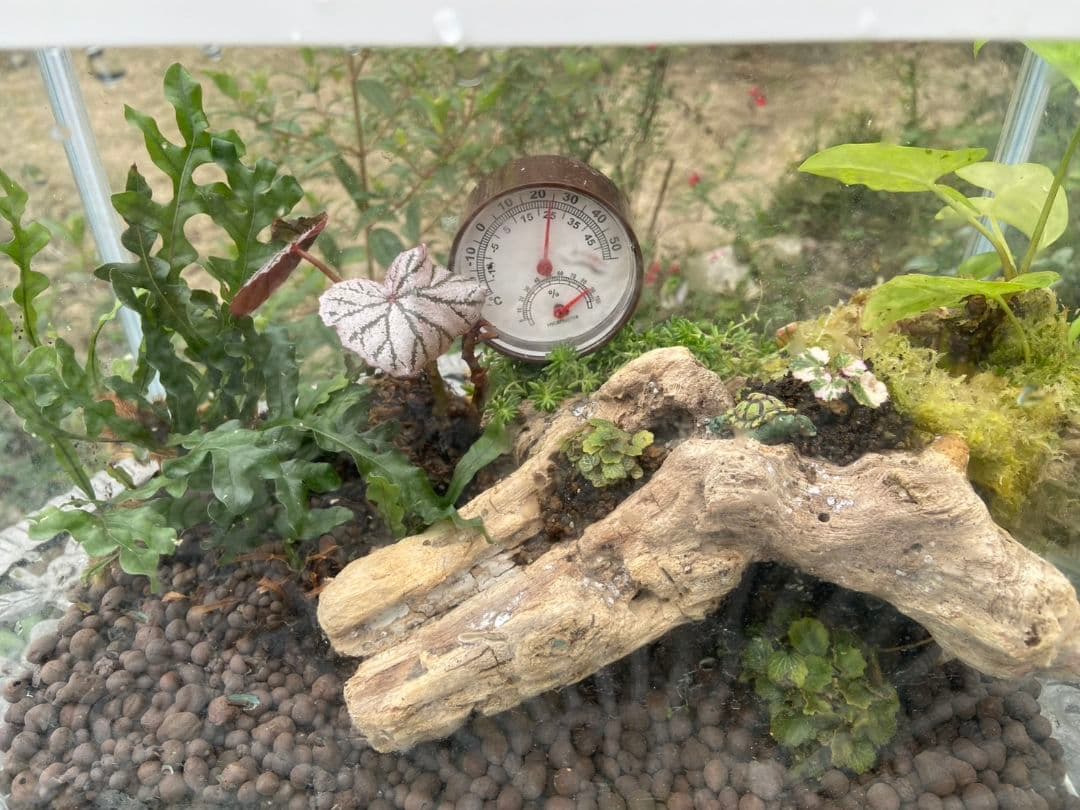 パルダリウム　屋久島　極姫ユキノシタ