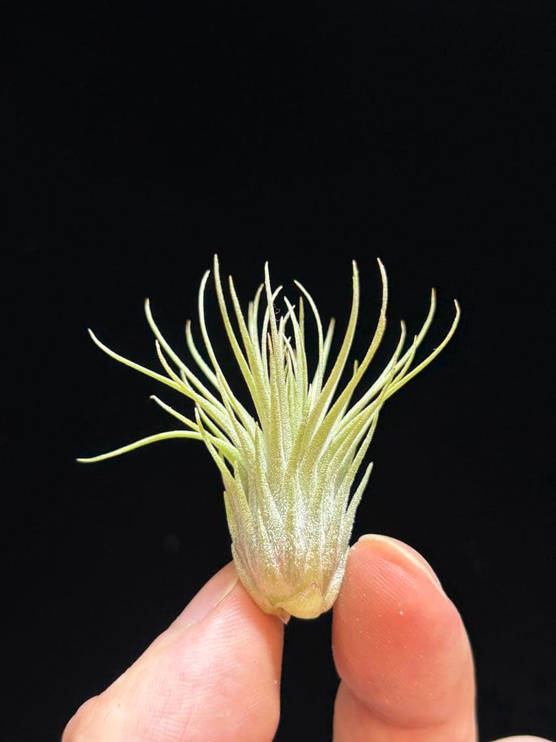ブロメリア・エアープランツ Tillandsia 'Kamiya's Pride' from Domingo