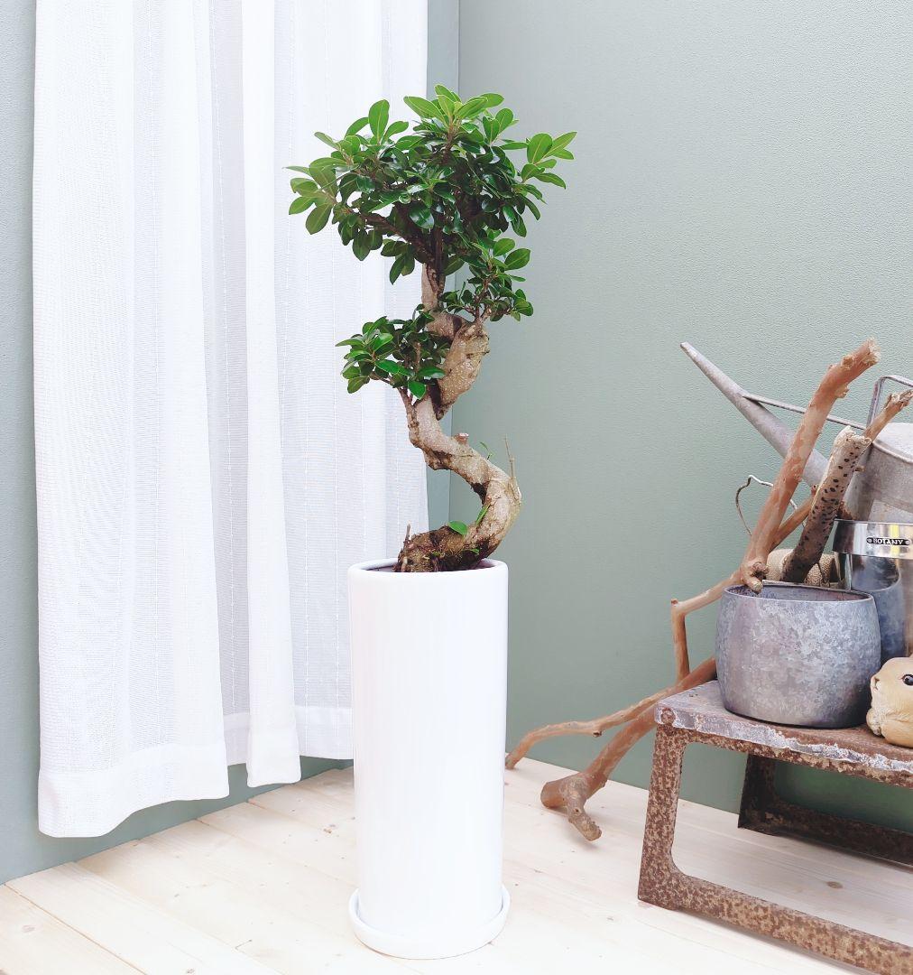 ガジュマル曲がり (現品)昇り龍 曲線 ギフト ７ 陶器 白ポット