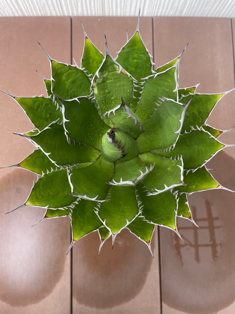 アガベ ホリダ 大株❗️ 子株付き❗️