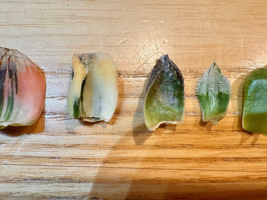 ハオルチア　葉挿し苗セット